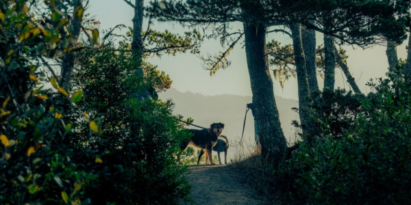 Dogs at Salishan Coastal Lodge