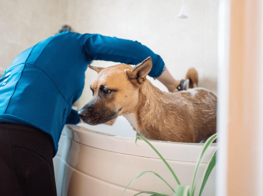 Flower Power Pet Spa at Salishan Marketplace